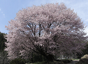Sargent's Cherry tree
