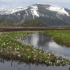 尾瀬 ミズバショウ