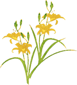 ニッコウキスゲ