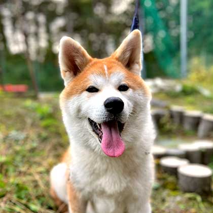 看板犬のもんちゃん